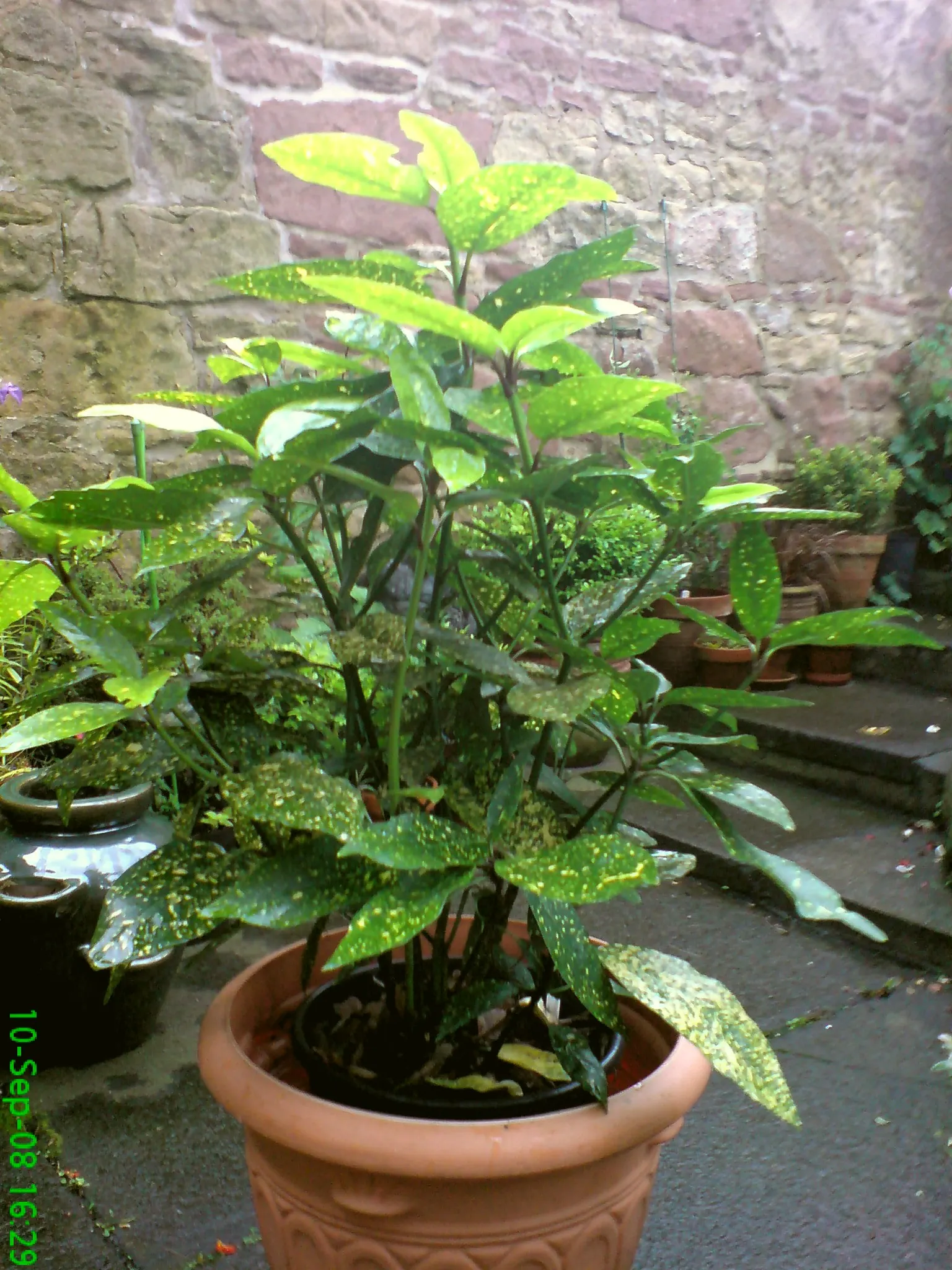 Japanese Aucuba (Aucuba Japonica) — also known as Gold Dust Plant; leathery leaves can reach up to 8 inches long and are a deep green, image 54