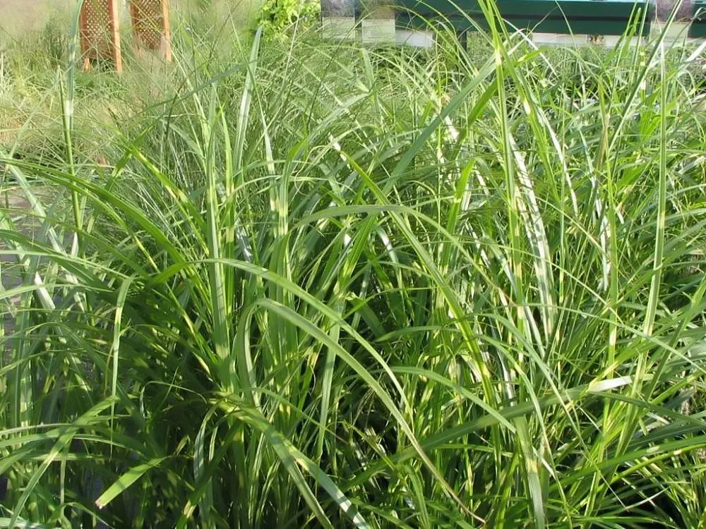 Japanese Silver Grass (Miscanthus Sinensis) — grass / perennial for full