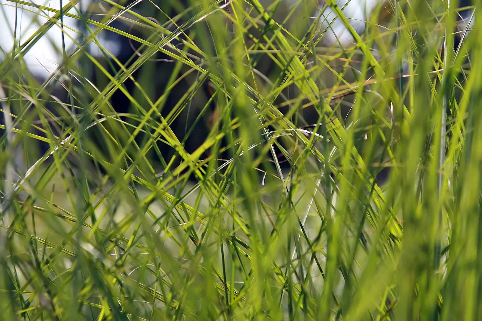 Japanese Silver Grass (Miscanthus Sinensis) — depending on the variety.<br><br>The foliage of Eulalia Grass is one of its most striking features; red flowers