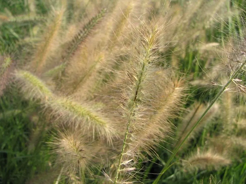 Japanese Silver Grass (Miscanthus Sinensis) — with a spread of 3 to 6 feet