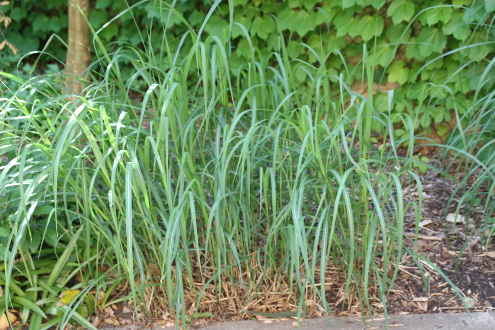 Japanese Silver Grass (Miscanthus Sinensis) — depending on the variety.<br><br>The foliage of Eulalia Grass is one of its most striking features, image 73