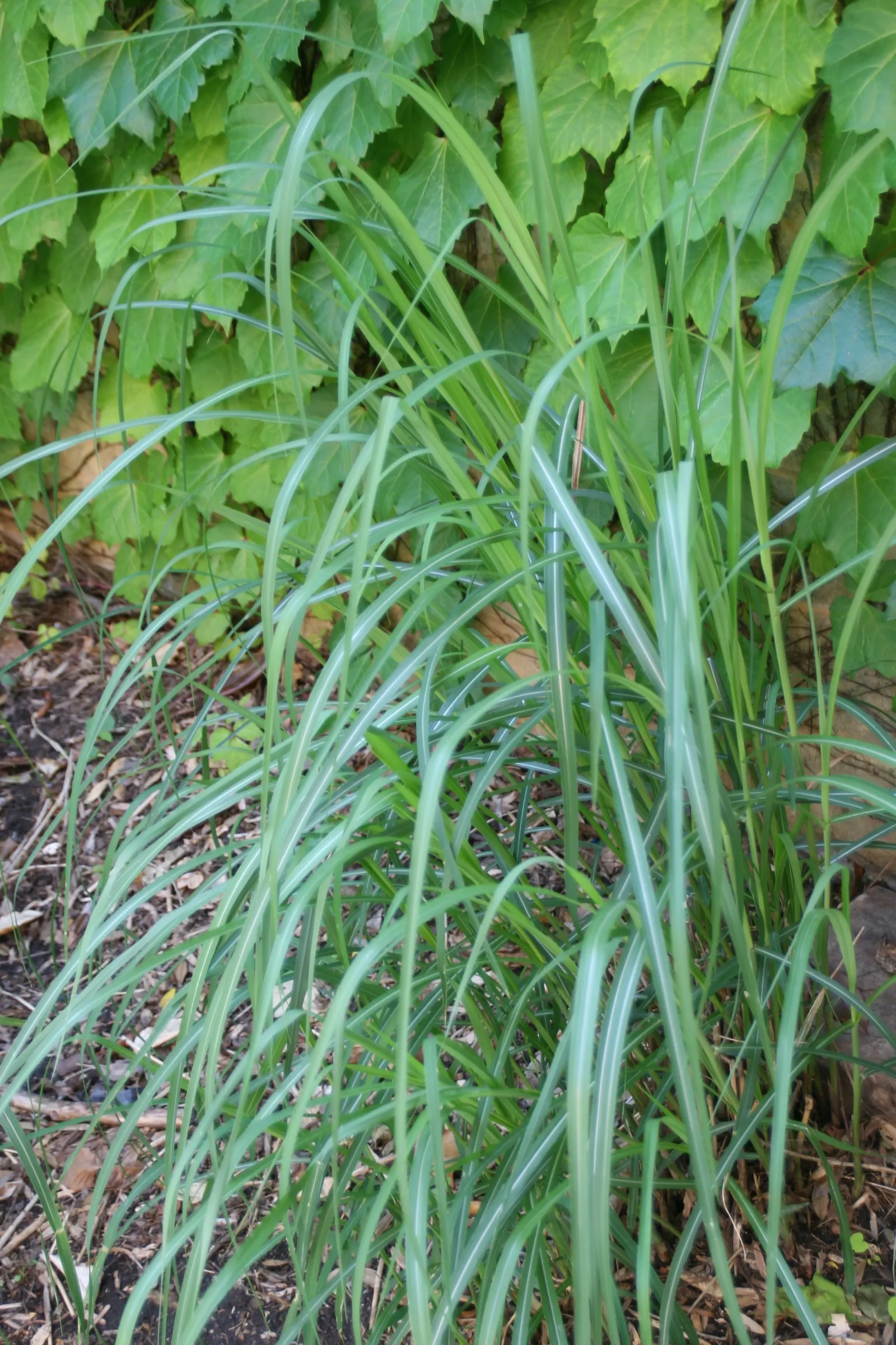 Japanese Silver Grass (Miscanthus Sinensis) — With its year-round interest and elegant poise; ideal for creating visual interest in borders or as a screen