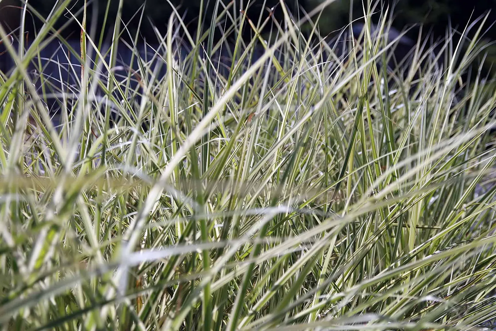 Japanese Silver Grass (Miscanthus Sinensis) — fan-like plumes rising above
