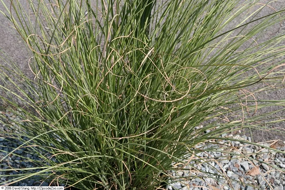 Japanese Silver Grass (Miscanthus Sinensis) — It prefers well-drained soil and can tolerate a range of soil types