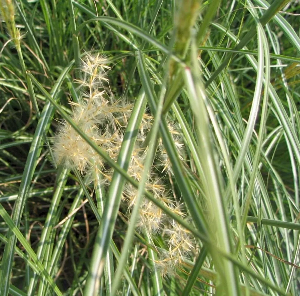 Japanese Silver Grass (Miscanthus Sinensis) — is an ornamental perennial grass reaching 4-7 feet in height with a 3-6 foot spread; it is a robust perennial