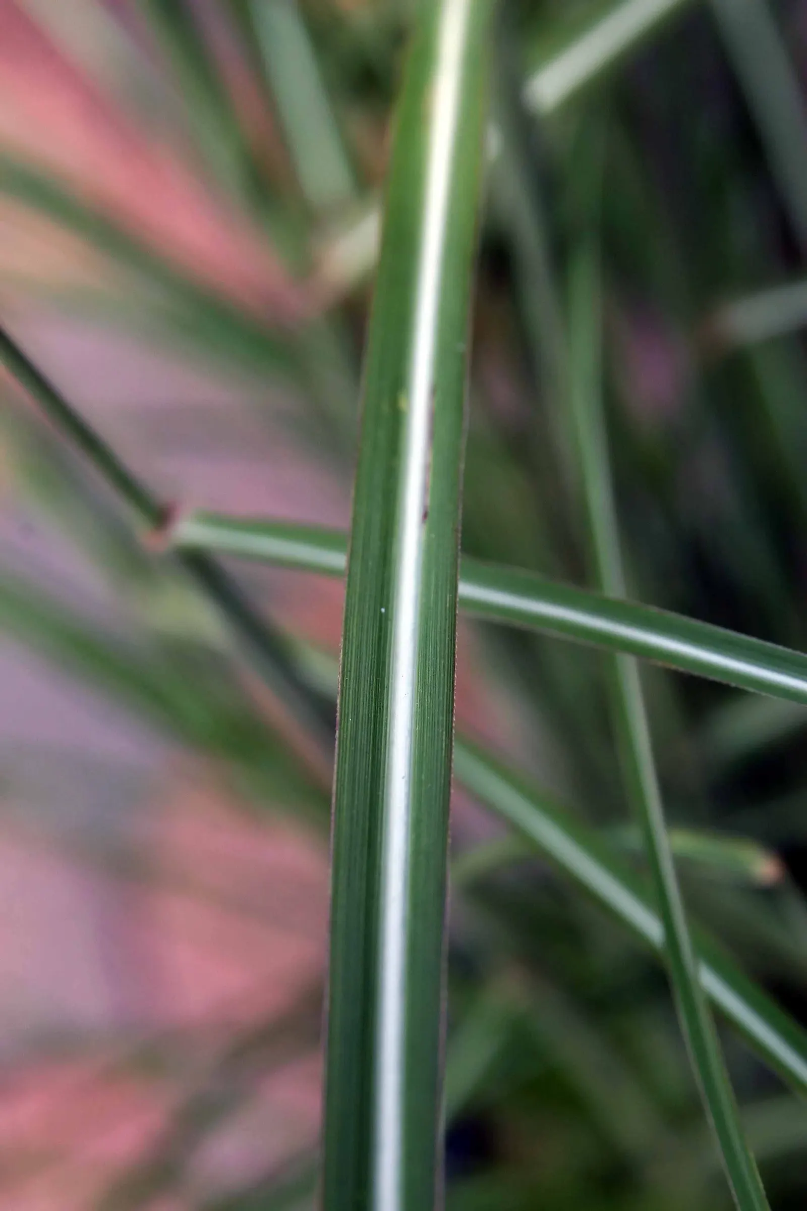Japanese Silver Grass (Miscanthus Sinensis) — In late summer to early fall; and often persisting into the winter months, image 76