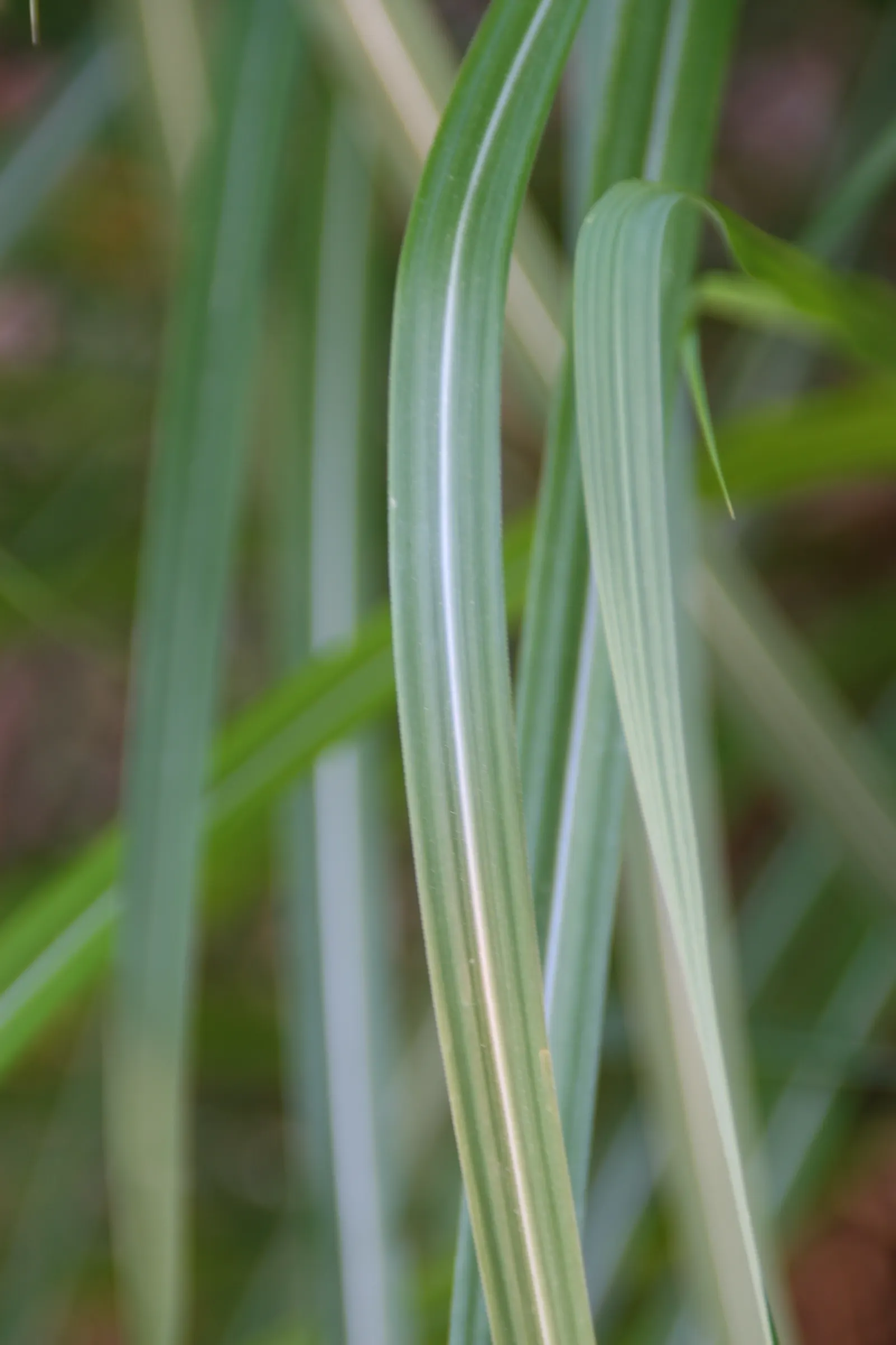 Japanese Silver Grass (Miscanthus Sinensis) — is a versatile and graceful ornamental grass that adds texture; grass / perennial for full, image 69