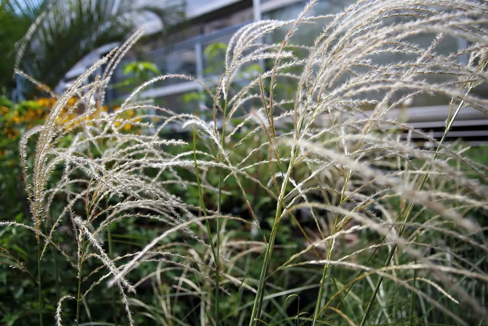 Japanese Silver Grass (Miscanthus Sinensis) — and often persisting into the winter months; and long-lasting beauty to any landscape design, image 79