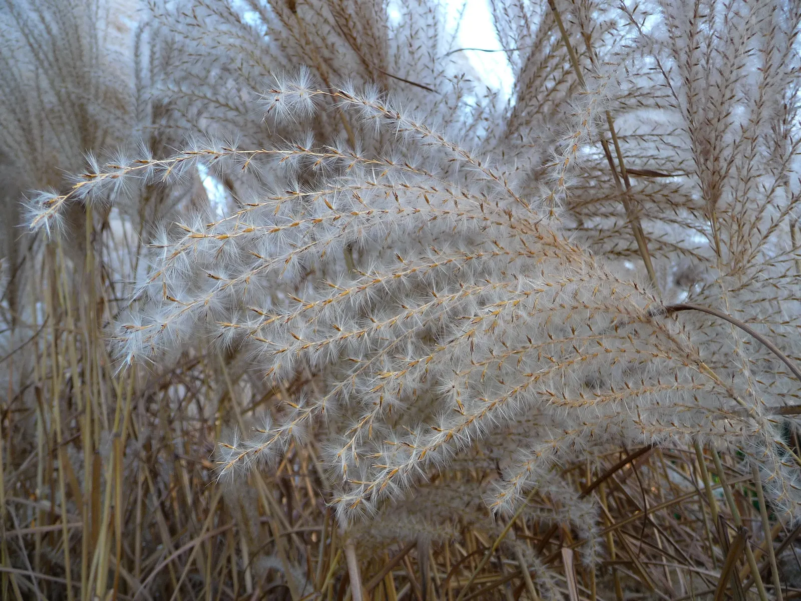 Japanese Silver Grass (Miscanthus Sinensis) — rising above the foliage by 1 to 2 feet