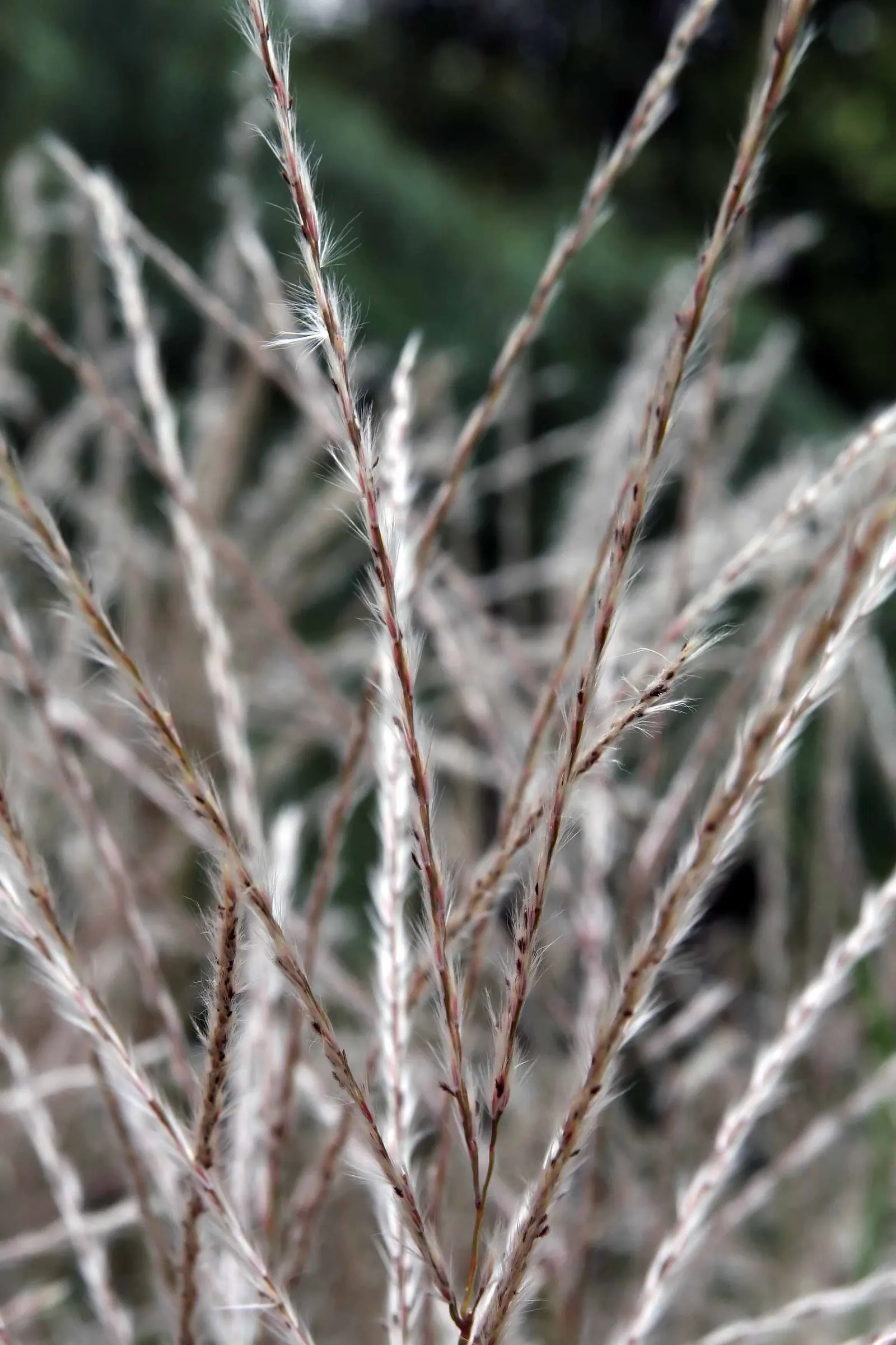 Japanese Silver Grass (Miscanthus Sinensis) — with low maintenance needs and moderate drought tolerance