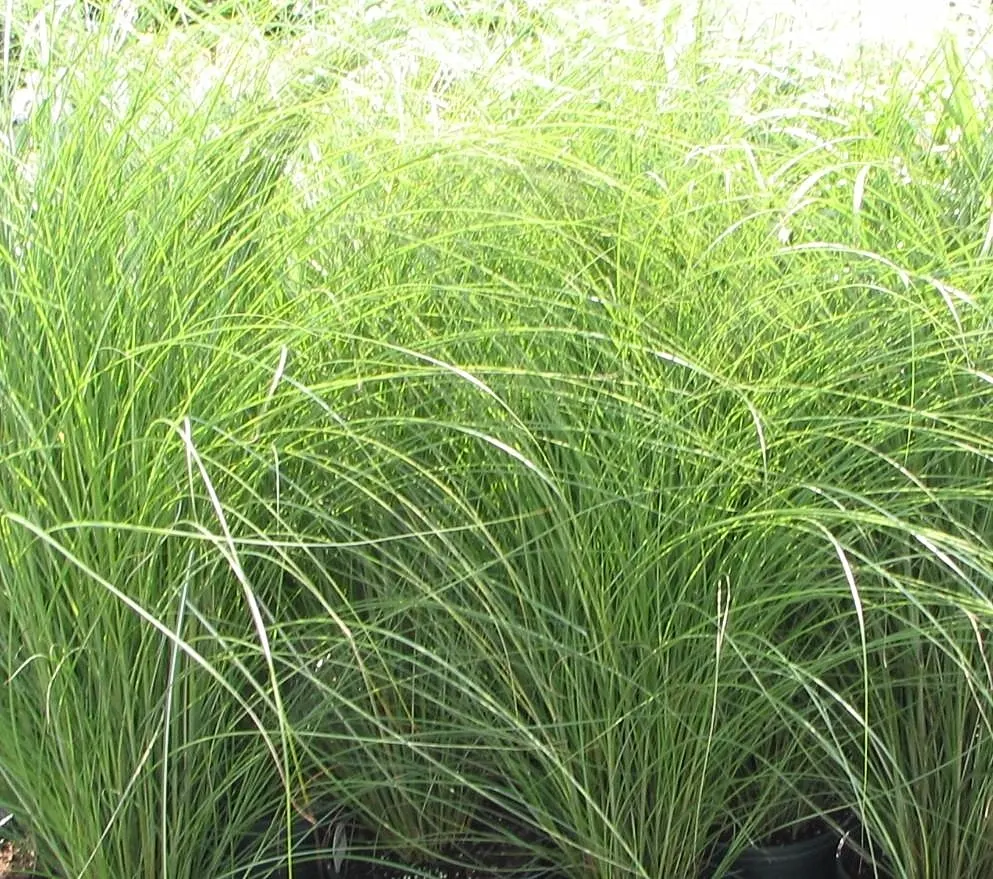 Japanese Silver Grass (Miscanthus Sinensis) — Its arching foliage features prominent silver-green blades; rising above the foliage by 1 to 2 feet