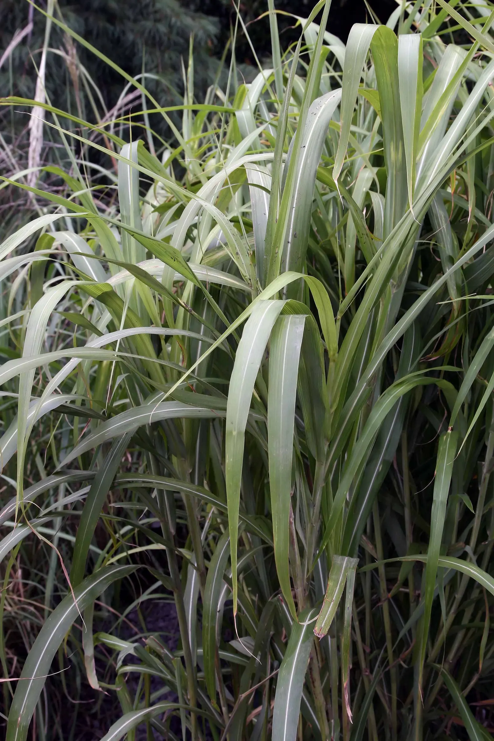 Japanese Silver Grass (Miscanthus Sinensis) — The leaves transition to a lovely copper or gold in the fall, offering extended visual interest; with a spread of