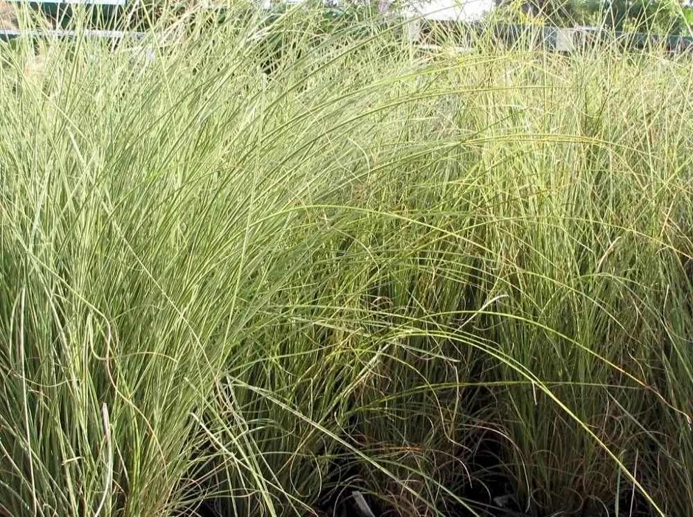 Japanese Silver Grass (Miscanthus Sinensis) — Ideal for creating visual interest in borders or as a screen; is a versatile and graceful ornamental grass that