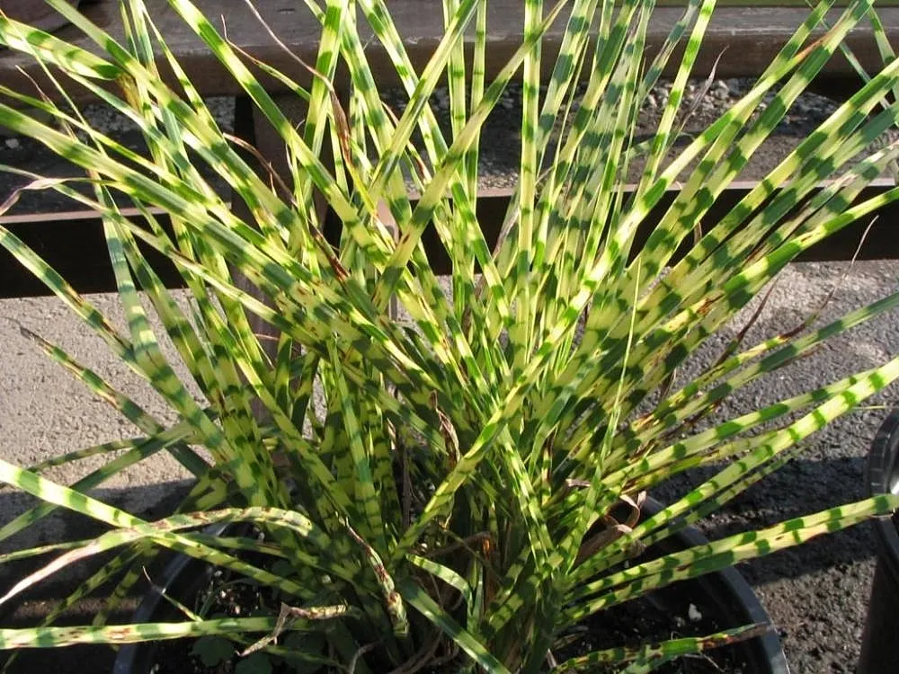Japanese Silver Grass (Miscanthus Sinensis) — is a versatile and graceful ornamental grass that adds texture