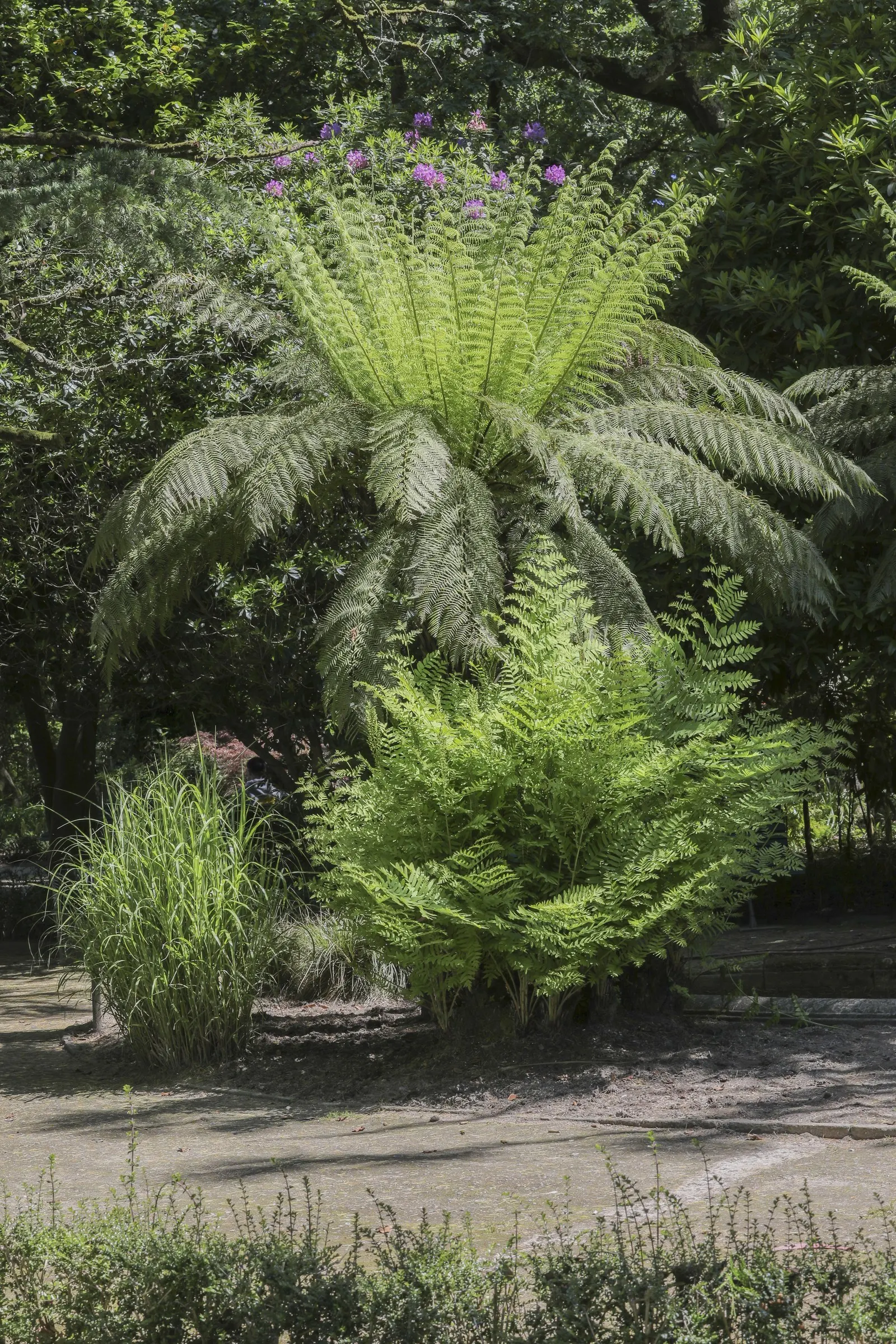 Japanese Silver Grass (Miscanthus Sinensis) — It is a robust perennial that typically matures to heights of 4 to 7 feet; arching leaves that, image 71