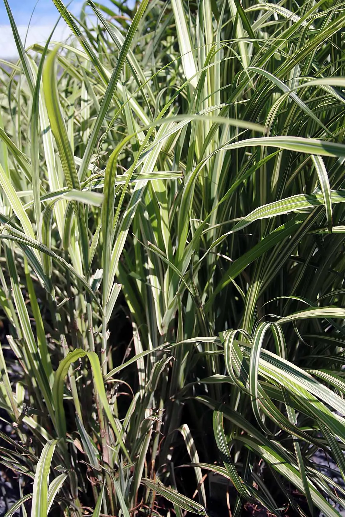 Japanese Silver Grass (Miscanthus Sinensis) — feathery flower plumes emerge