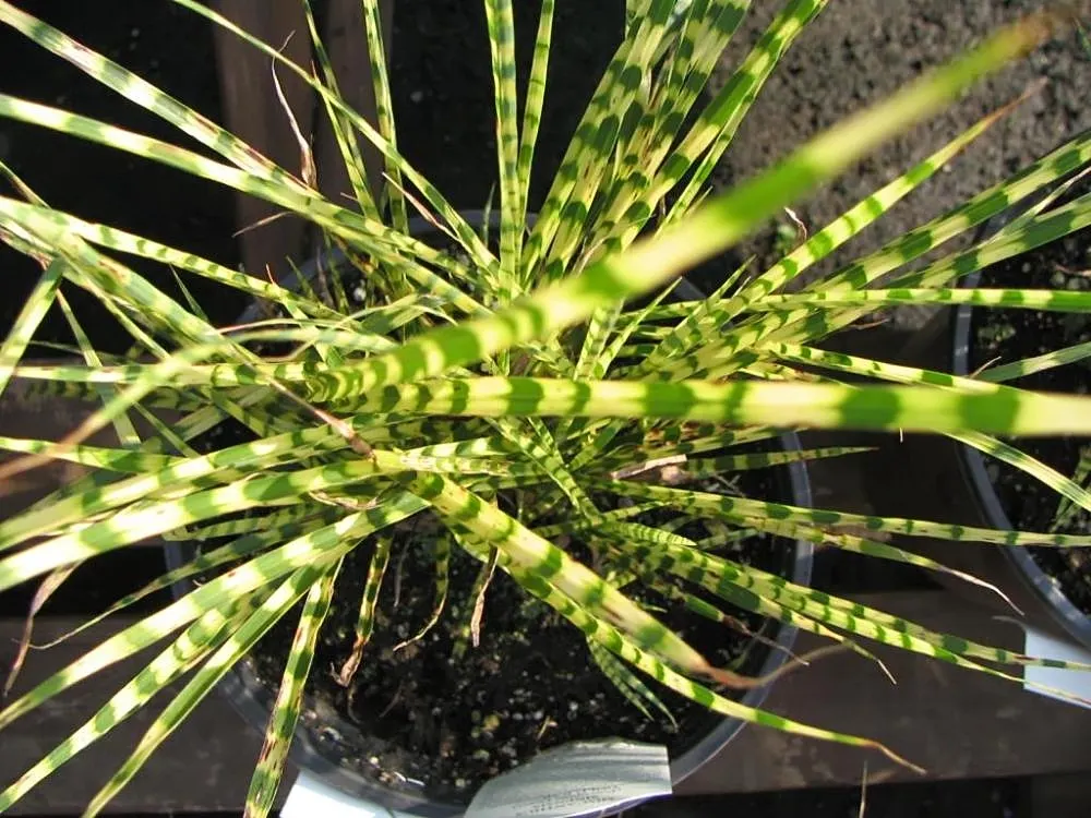 Japanese Silver Grass (Miscanthus Sinensis) — Hardy in zones 4-9, it prefers full sun and well-drained soil; is an ornamental perennial grass reaching 4-7 feet