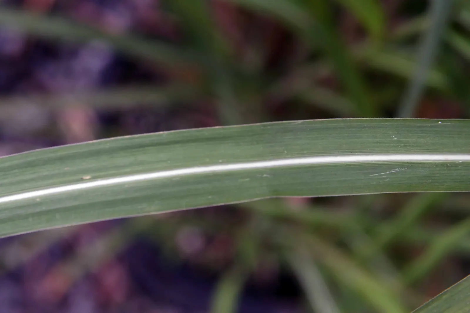 Japanese Silver Grass (Miscanthus Sinensis) — and long-lasting beauty to any landscape design