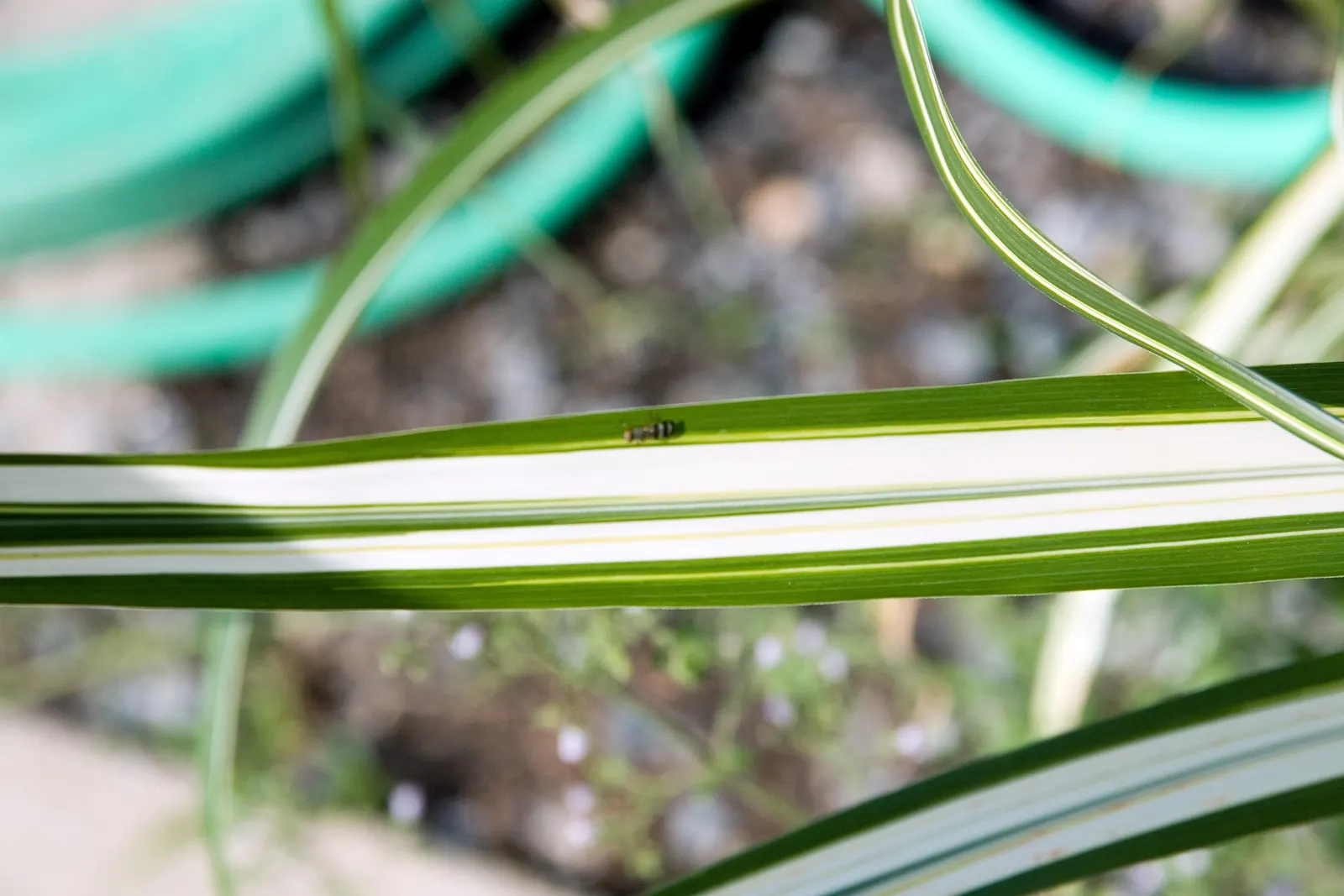 Japanese Silver Grass (Miscanthus Sinensis) — It prefers well-drained soil and can tolerate a range of soil types; feathery flower plumes emerge