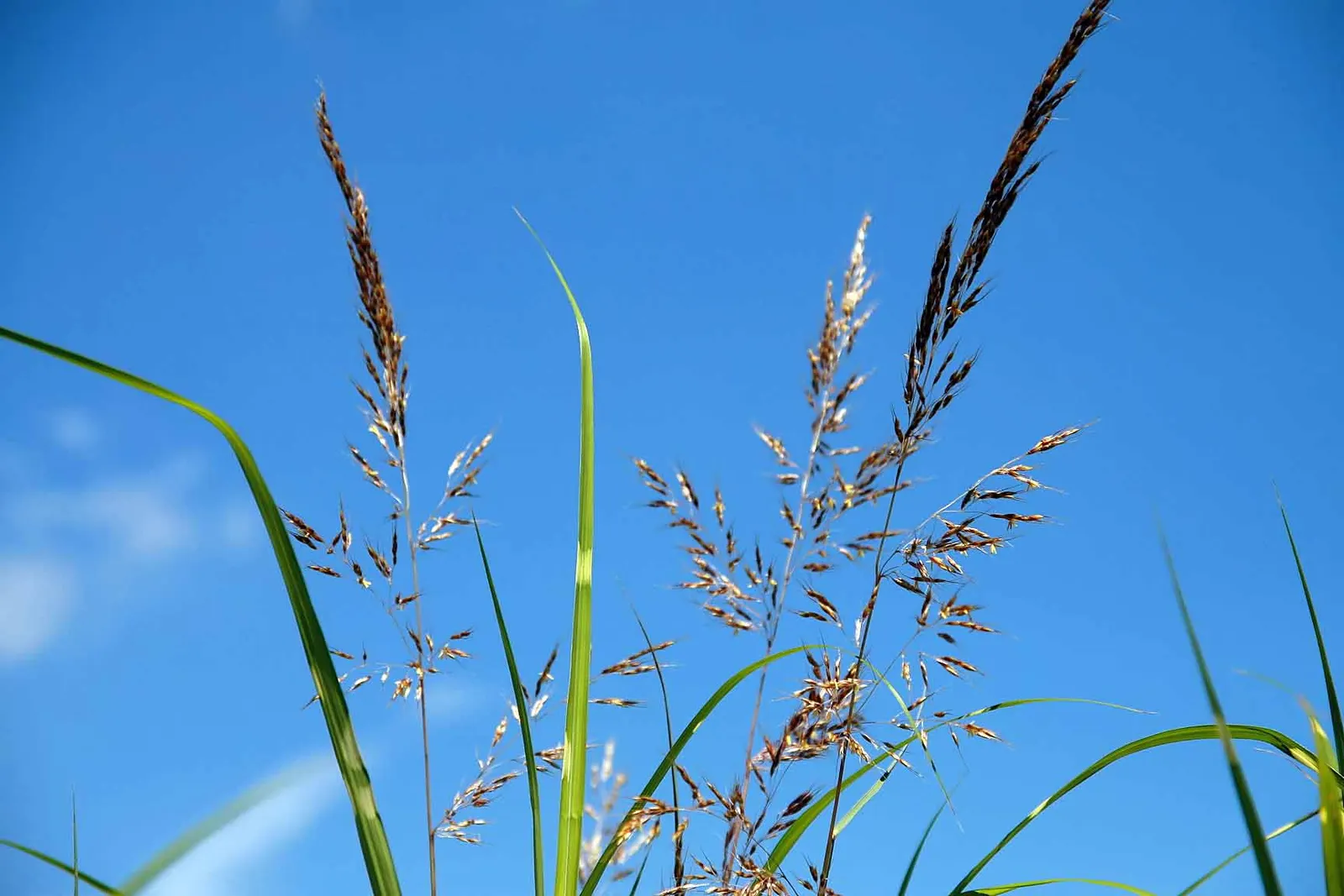 Japanese Silver Grass (Miscanthus Sinensis) — The leaves transition to a lovely copper or gold in the fall, offering extended visual interest
