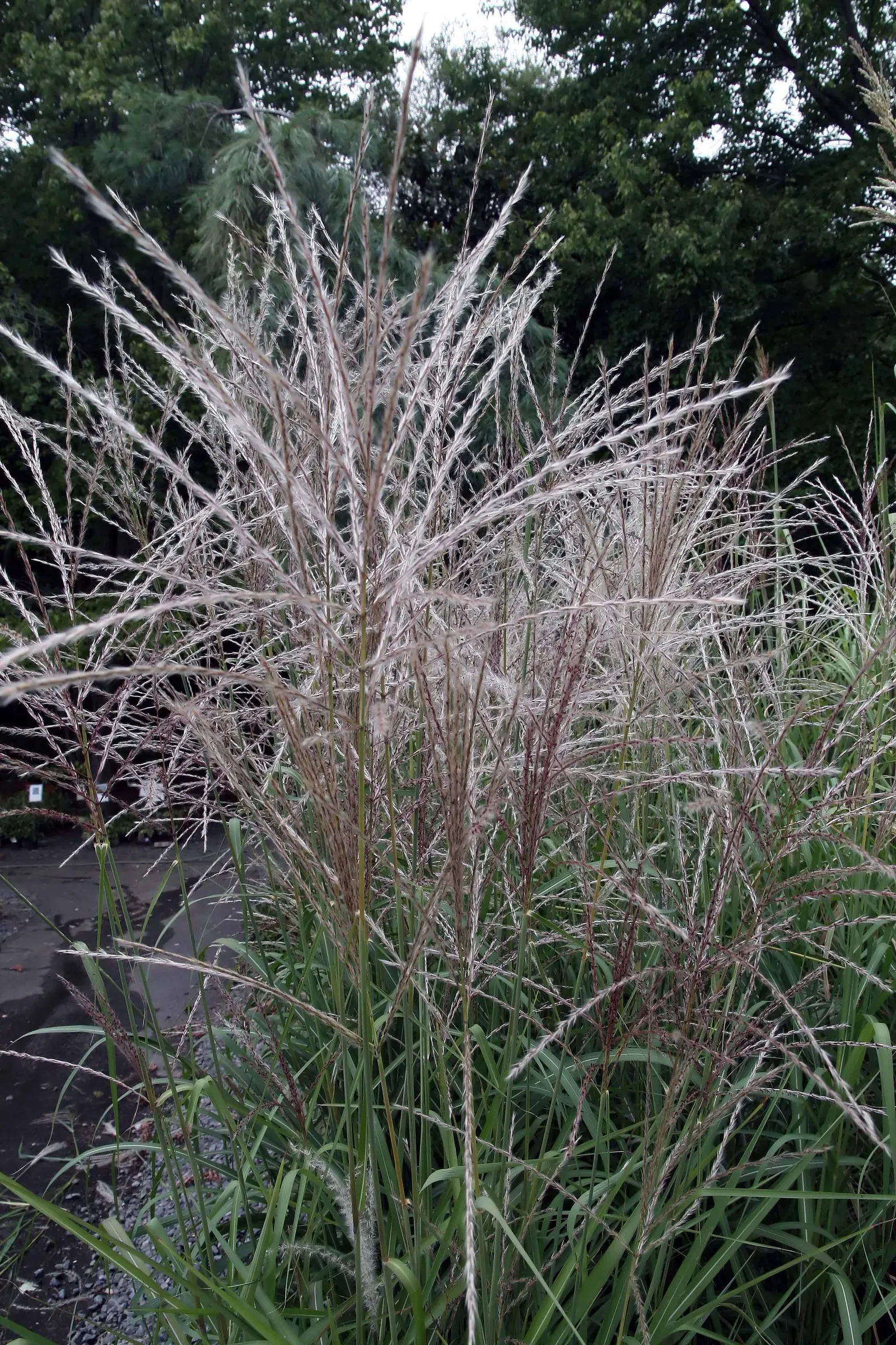 Japanese Silver Grass (Miscanthus Sinensis) — Ideal for creating visual interest in borders or as a screen