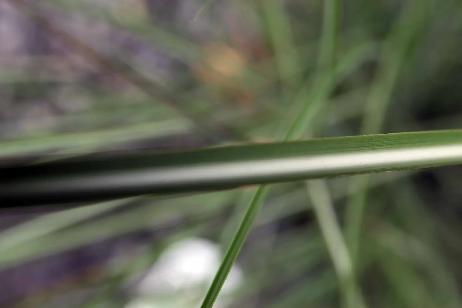 Japanese Silver Grass (Miscanthus Sinensis) — commonly known as Eulalia Grass or Japanese Silver Grass; or as part of a mixed perennial border