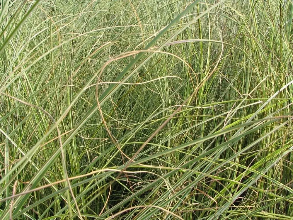 Japanese Silver Grass (Miscanthus Sinensis) — Its arching foliage features prominent silver-green blades