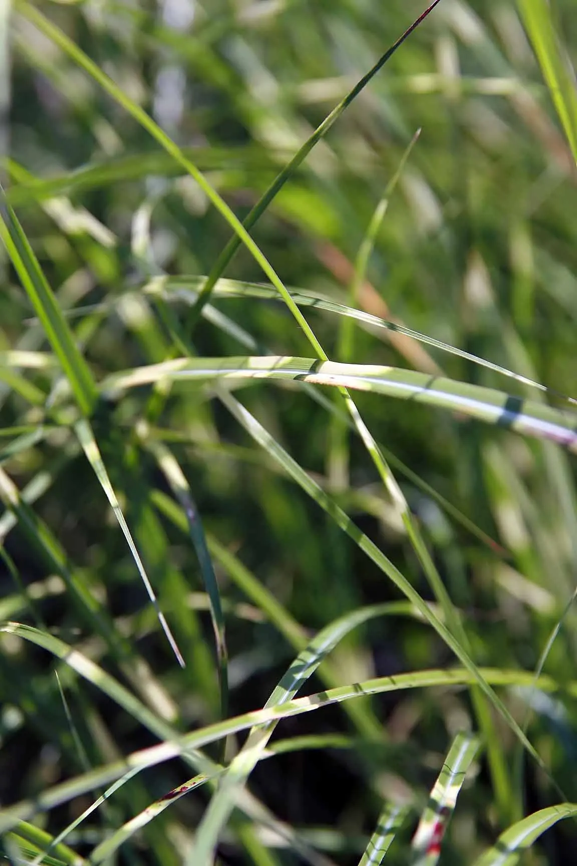 Japanese Silver Grass (Miscanthus Sinensis) — It is a robust perennial that typically matures to heights of 4 to 7 feet; arching leaves that display a silver
