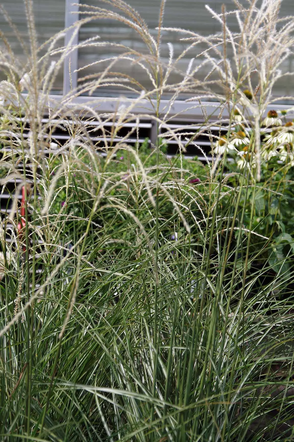 Japanese Silver Grass (Miscanthus Sinensis) — showing resistance to pests and diseases and requiring minimal maintenance once established; grass / perennial