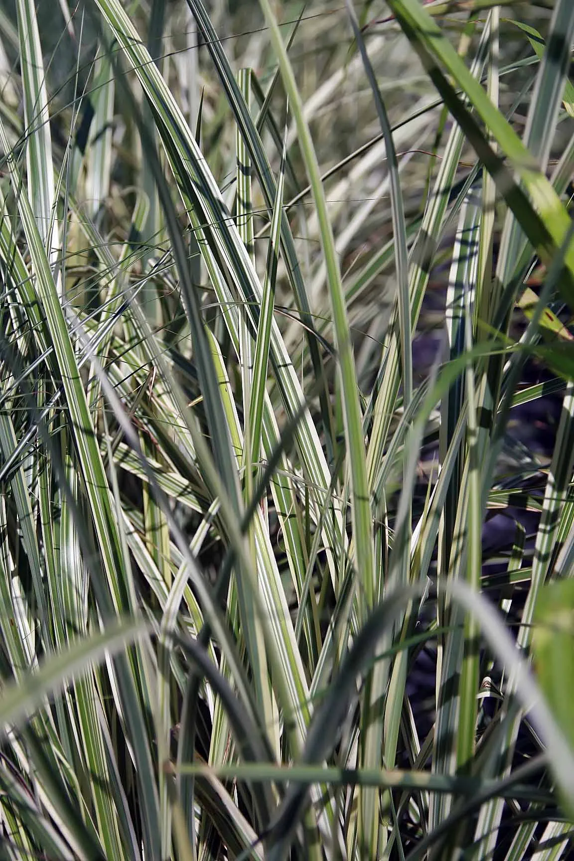 Japanese Silver Grass (Miscanthus Sinensis) — from clay to sandy loams.<br><br>When incorporating Eulalia Grass into landscape designs; this grass is not only