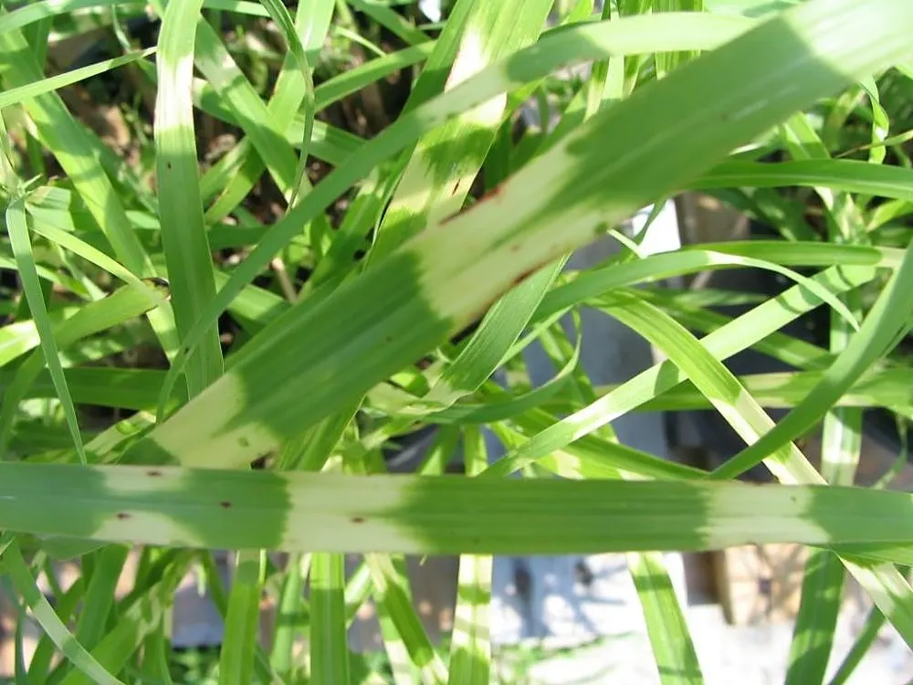 Japanese Silver Grass (Miscanthus Sinensis) — and often persisting into the winter months