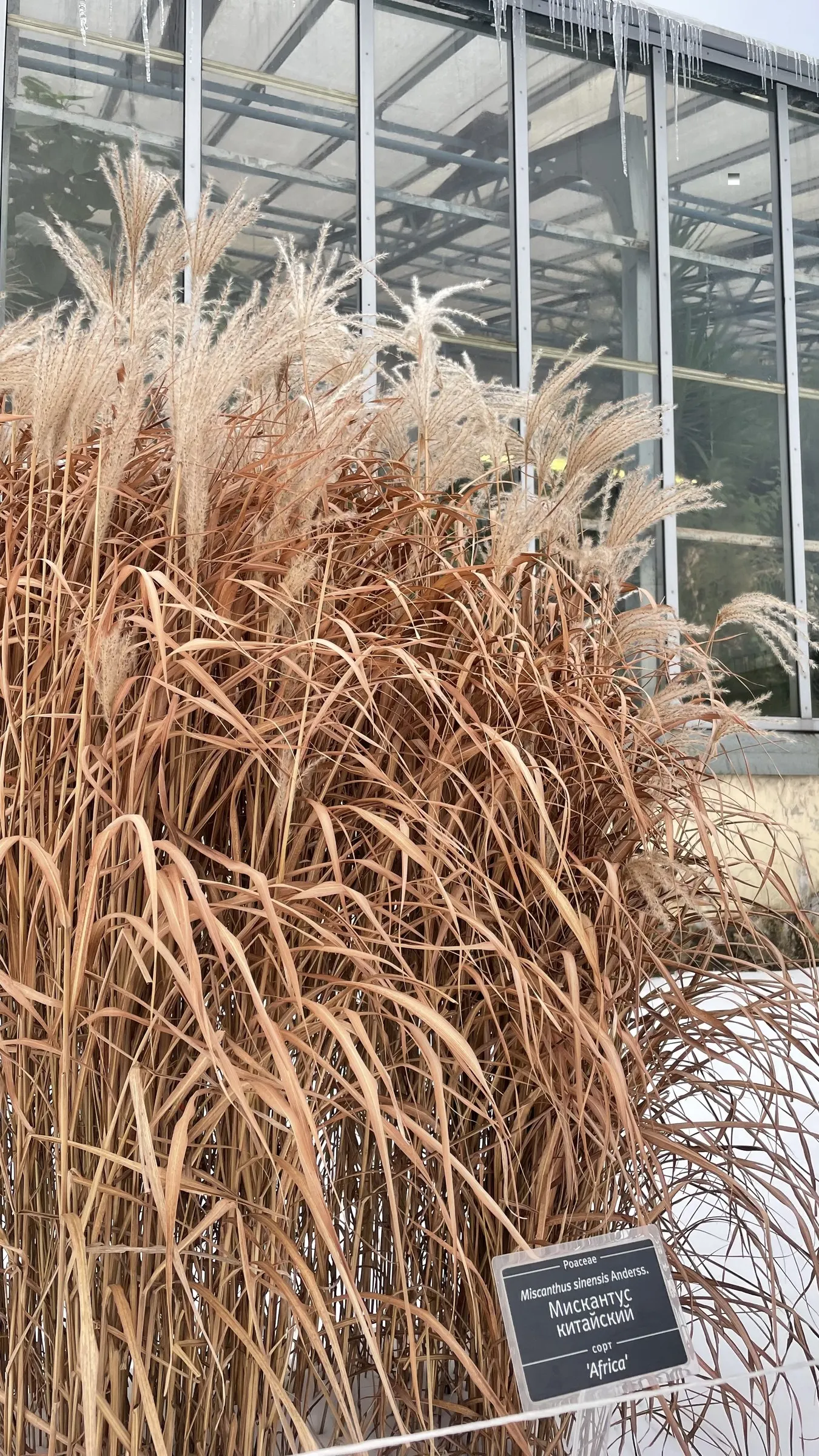 Japanese Silver Grass (Miscanthus Sinensis) — arching leaves that display a silver midrib; hardy in zones 4-9, it prefers full sun and well-drained, image 74