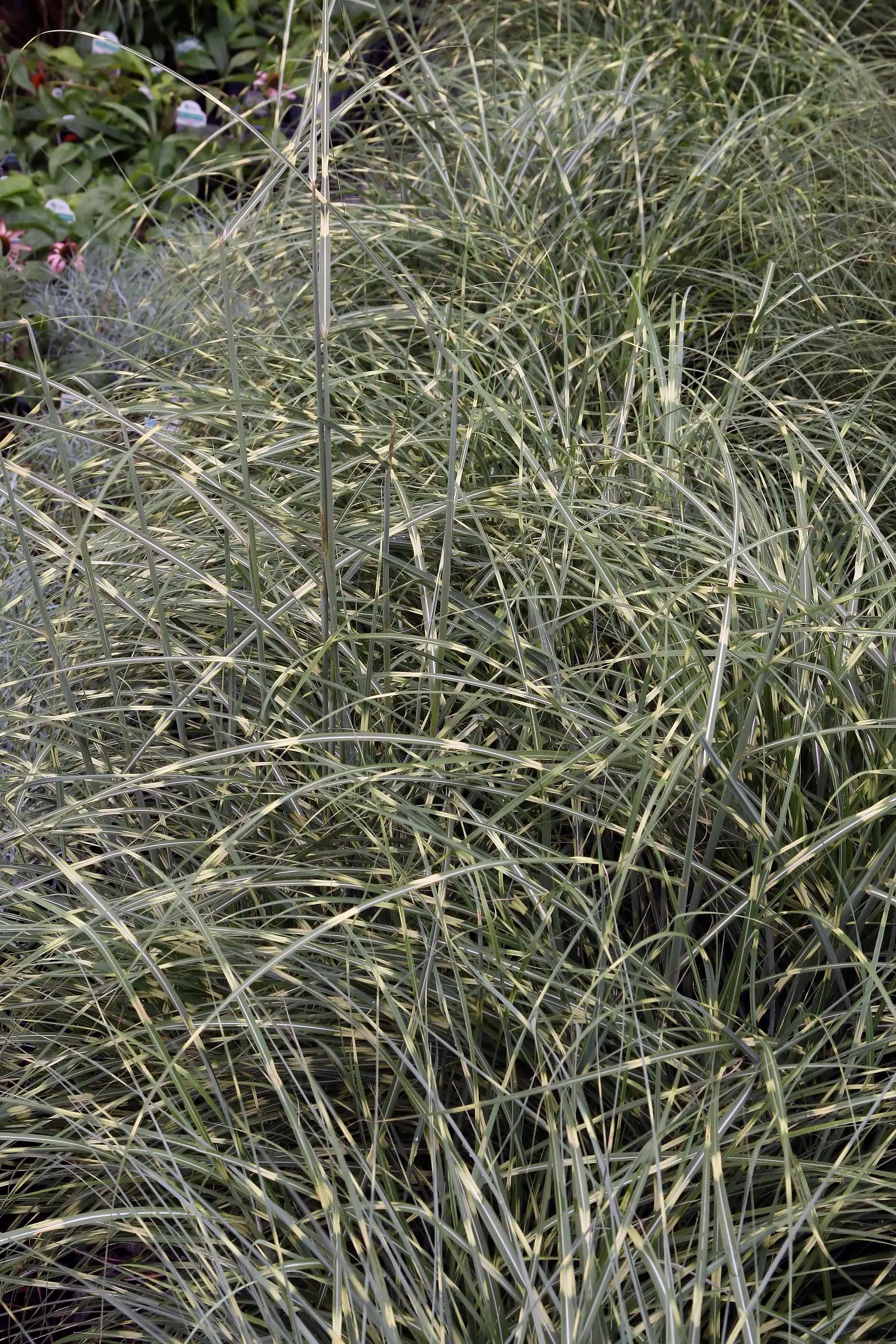 Japanese Silver Grass (Miscanthus Sinensis) — rising above the foliage by 1 to 2 feet; its arching foliage features prominent silver-green blades