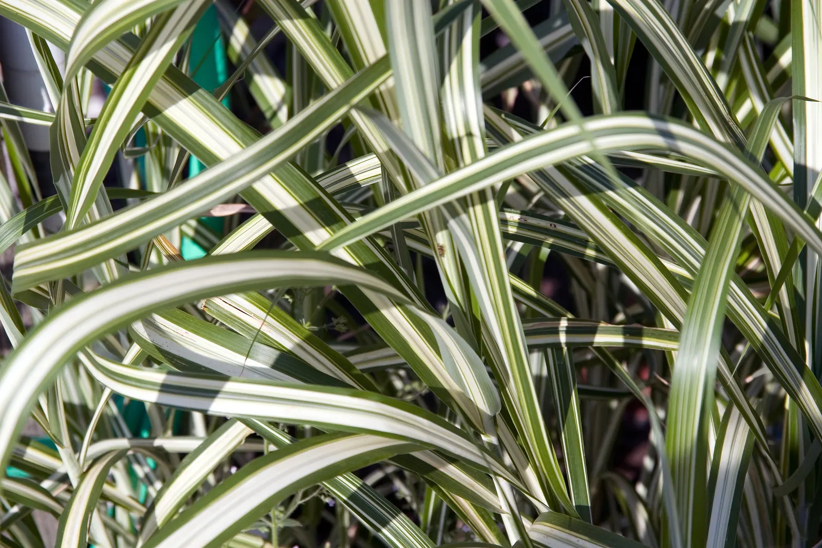 Japanese Silver Grass (Miscanthus Sinensis) — known as Japanese Silver Grass or Eulalia