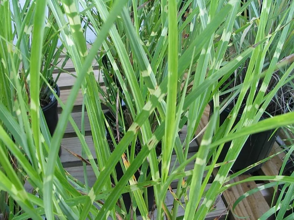 Japanese Silver Grass (Miscanthus Sinensis) — red flowers in the garden