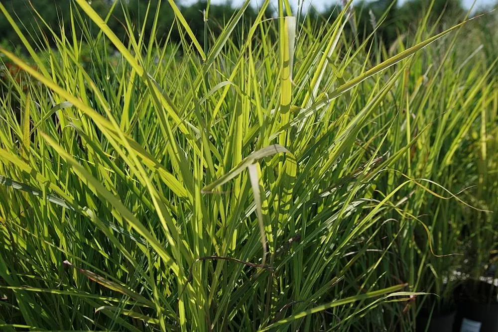 Japanese Silver Grass (Miscanthus Sinensis) — This grass is not only visually striking