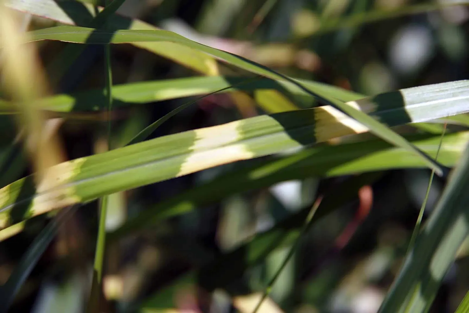 Japanese Silver Grass (Miscanthus Sinensis) — commonly known as Eulalia Grass or Japanese Silver Grass