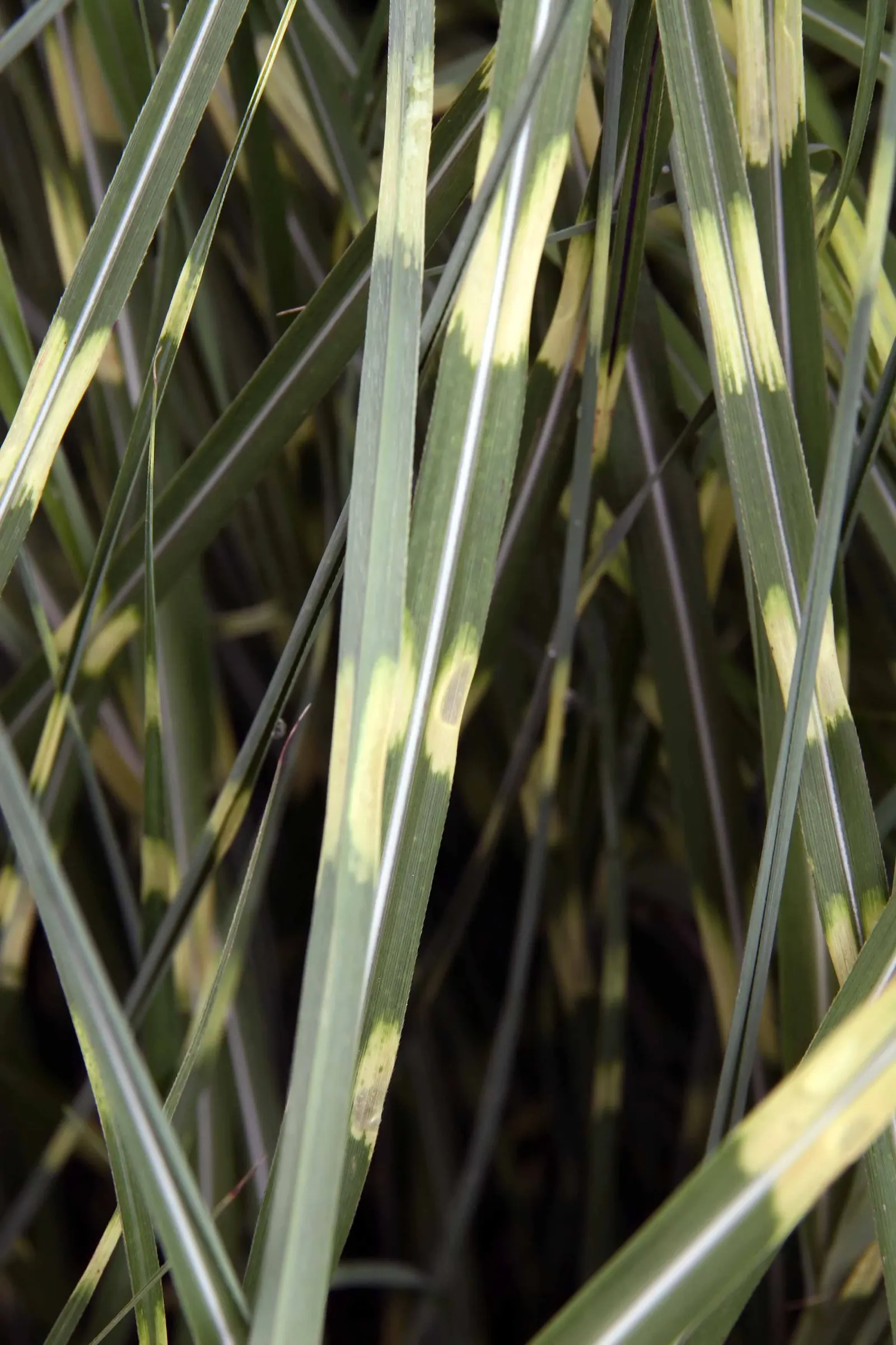 Japanese Silver Grass (Miscanthus Sinensis) — consider using it as a specimen plant; known as Japanese Silver Grass or Eulalia