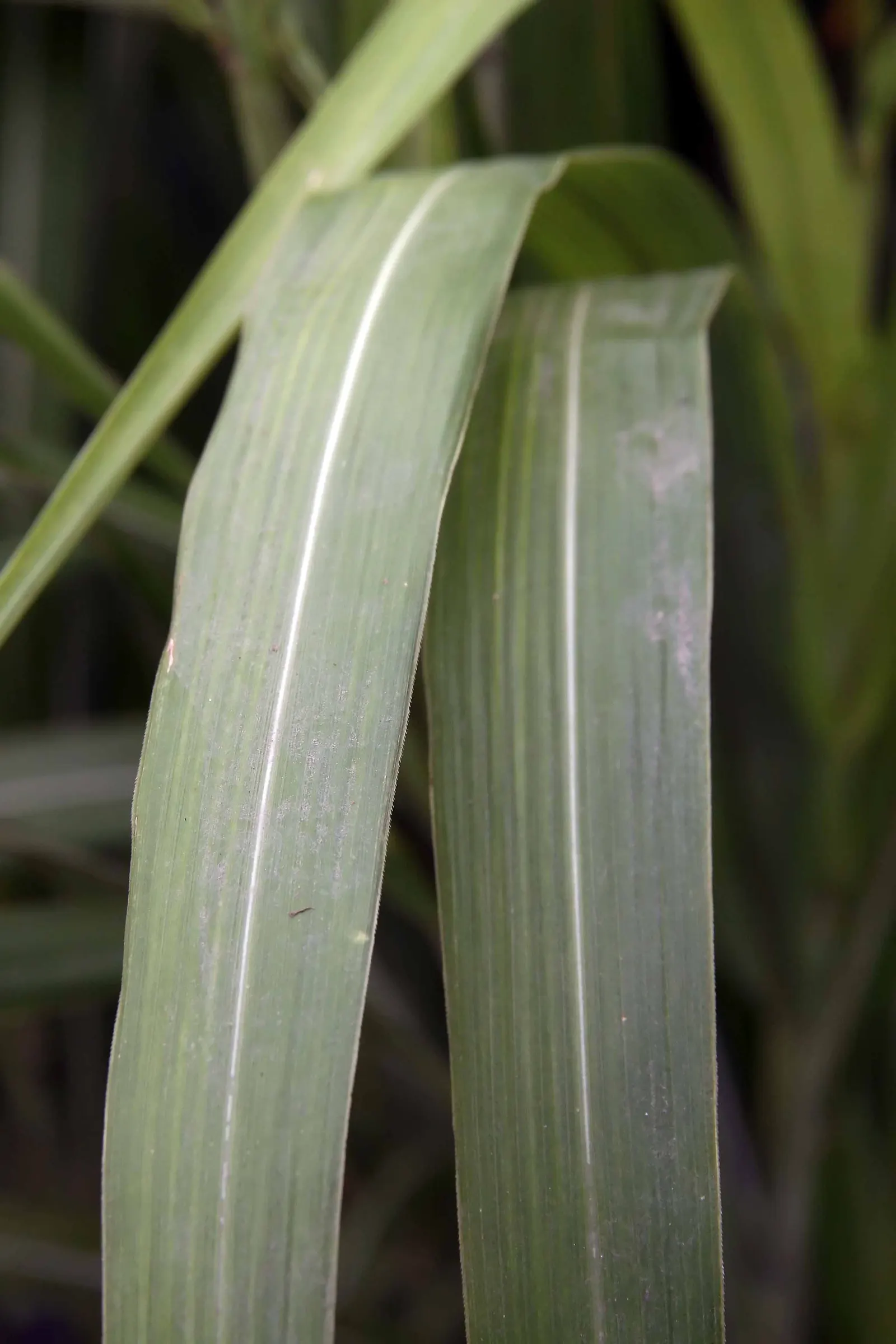 Japanese Silver Grass (Miscanthus Sinensis) — and long-lasting beauty to any landscape design; with low maintenance needs and moderate drought tolerance