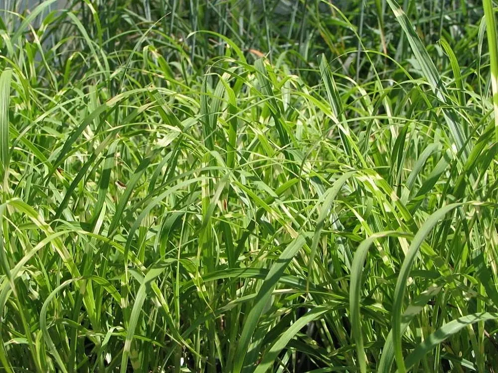 Japanese Silver Grass (Miscanthus Sinensis) — arching leaves that display a silver midrib