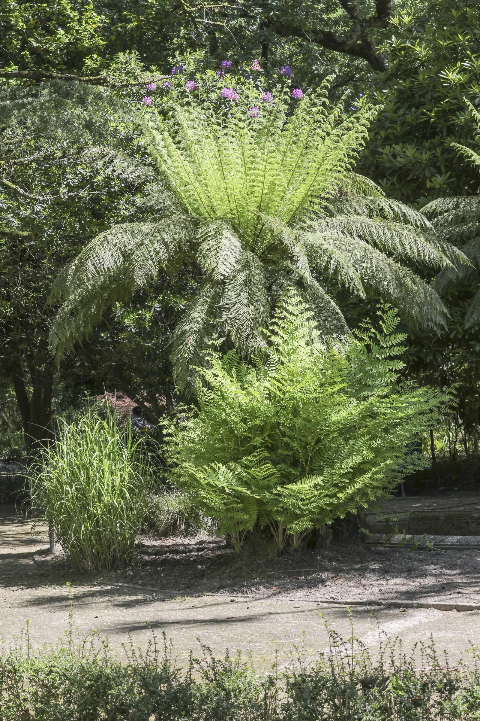 Japanese Silver Grass (Miscanthus Sinensis) — commonly known as Eulalia Grass or Japanese Silver Grass; or as part of a mixed perennial border, image 68