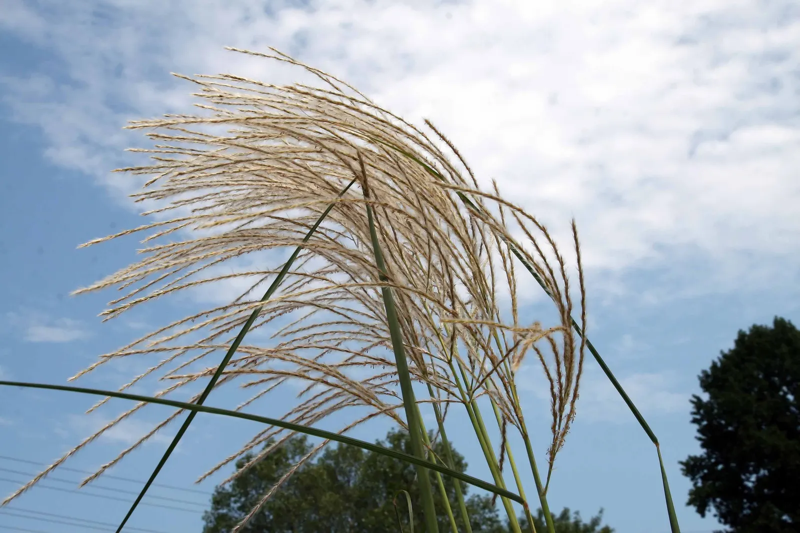 Japanese Silver Grass (Miscanthus Sinensis) — or as part of a mixed perennial border; commonly known as Eulalia Grass or Japanese Silver Grass