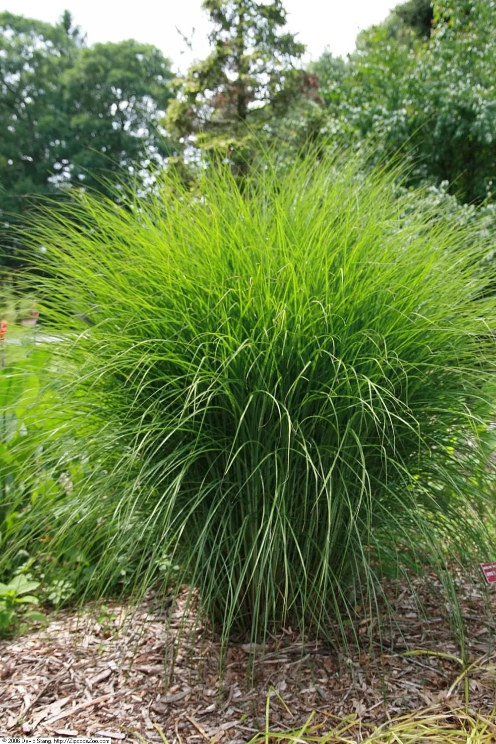 Japanese Silver Grass (Miscanthus Sinensis) — showing resistance to pests and diseases and requiring minimal maintenance once established
