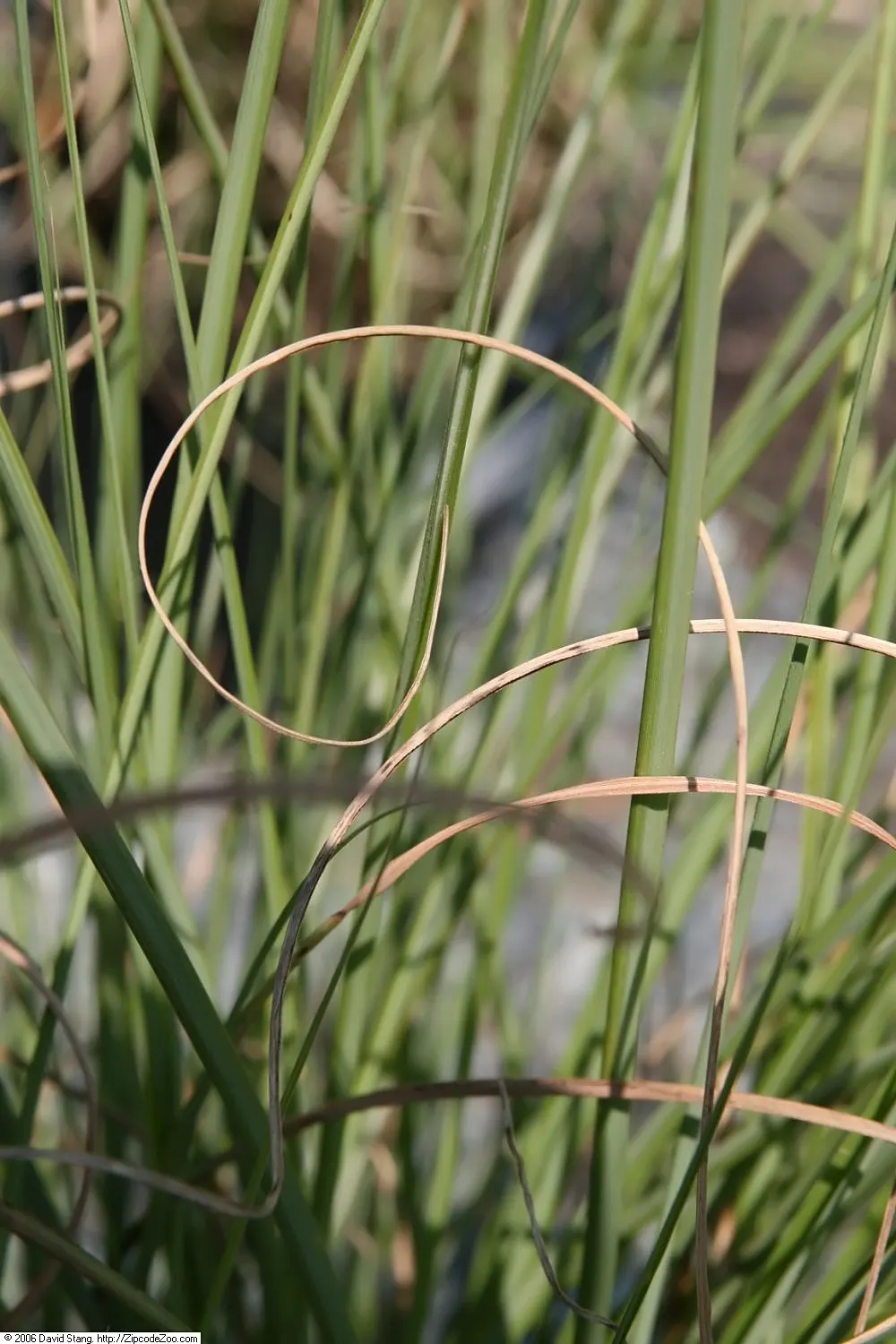 Japanese Silver Grass (Miscanthus Sinensis) — This grass is not only visually striking; the leaves transition to a lovely copper or gold in the fall, offering