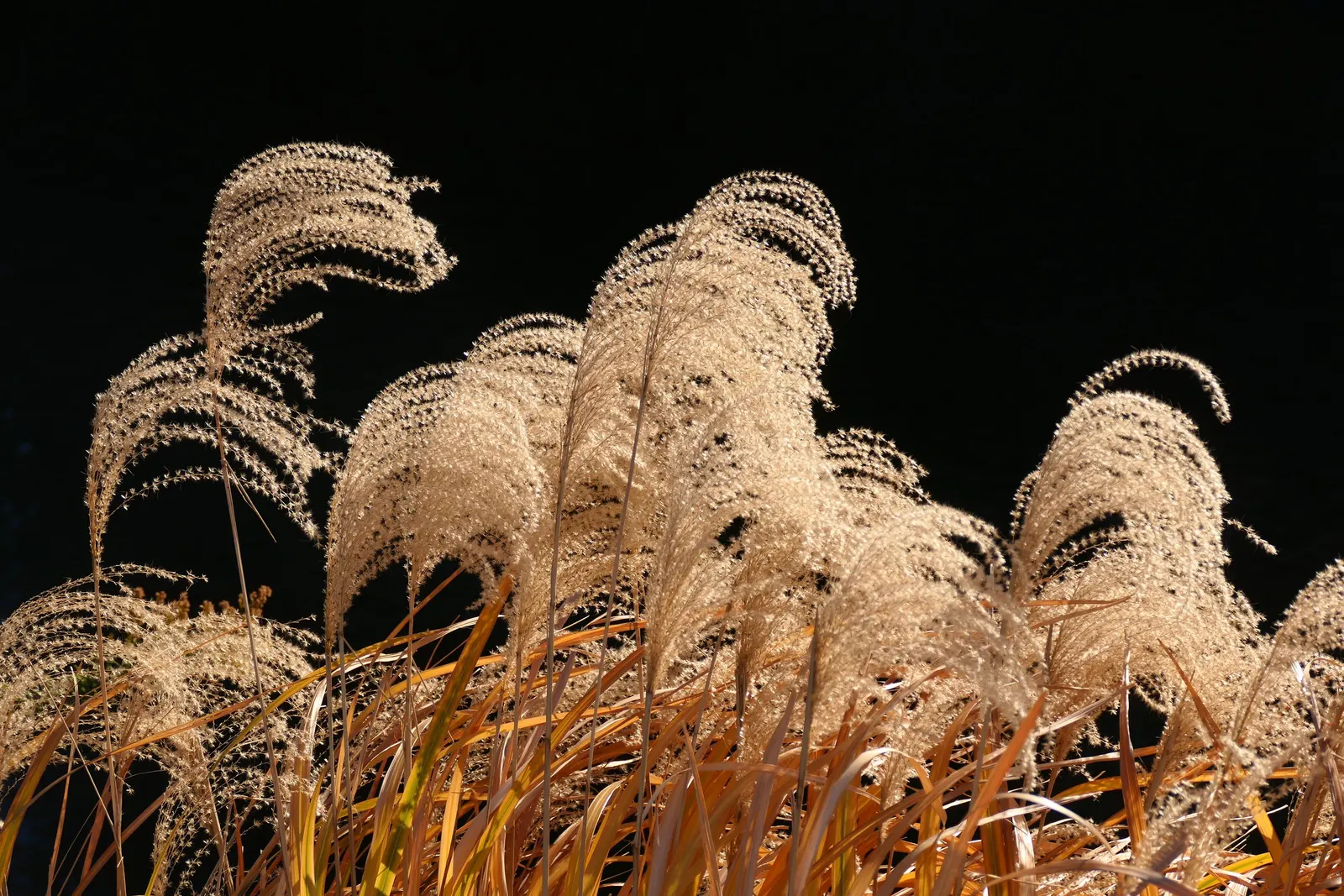 Japanese Silver Grass (Miscanthus Sinensis) — with a spread of 3 to 6 feet; from clay to sandy loams.<br><br>When incorporating Eulalia Grass into, image 72