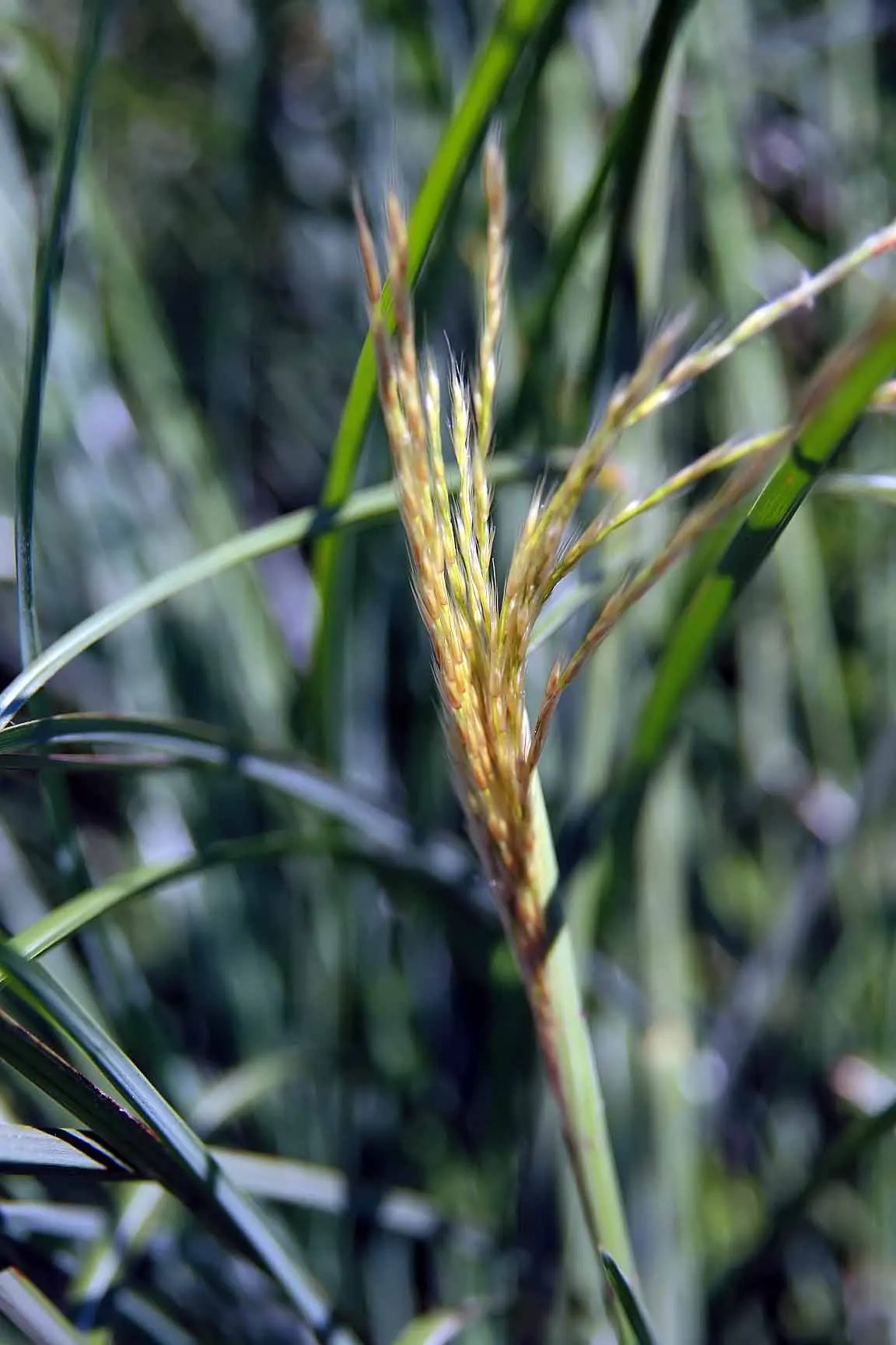 Japanese Silver Grass (Miscanthus Sinensis) — arching leaves that display a silver midrib; hardy in zones 4-9, it prefers full sun and well-drained soil