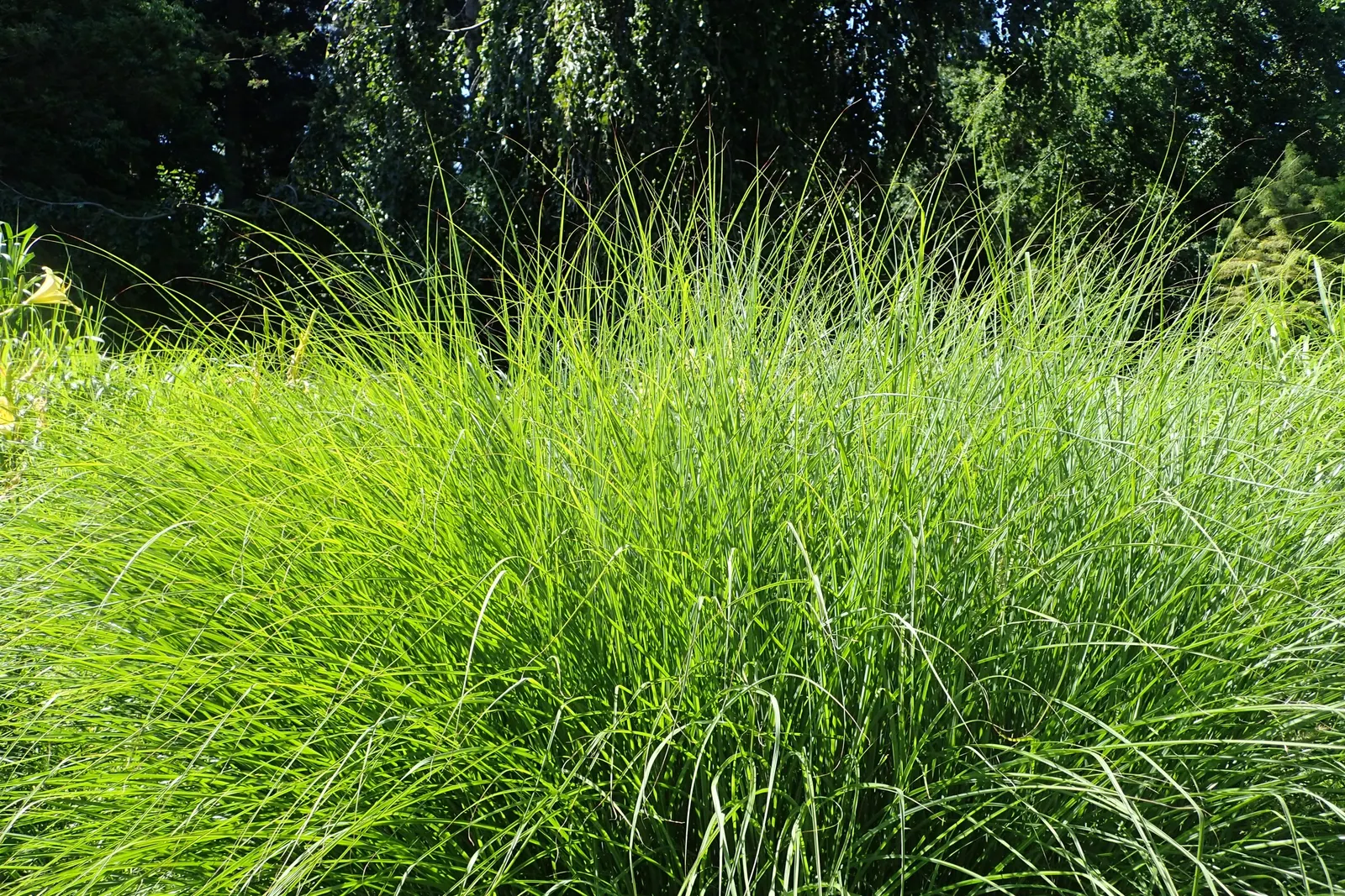 Japanese Silver Grass (Miscanthus Sinensis) — but also hardy in USDA zones 5 through 9