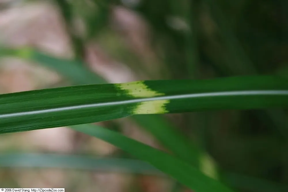 Japanese Silver Grass (Miscanthus Sinensis) — fan-like plumes rising above; but also hardy in USDA zones 5 through 9