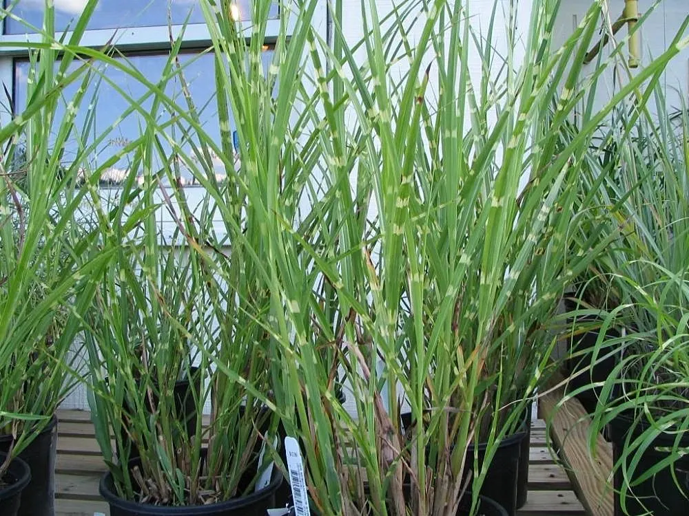 Japanese Silver Grass (Miscanthus Sinensis) — grass / perennial with red blooms