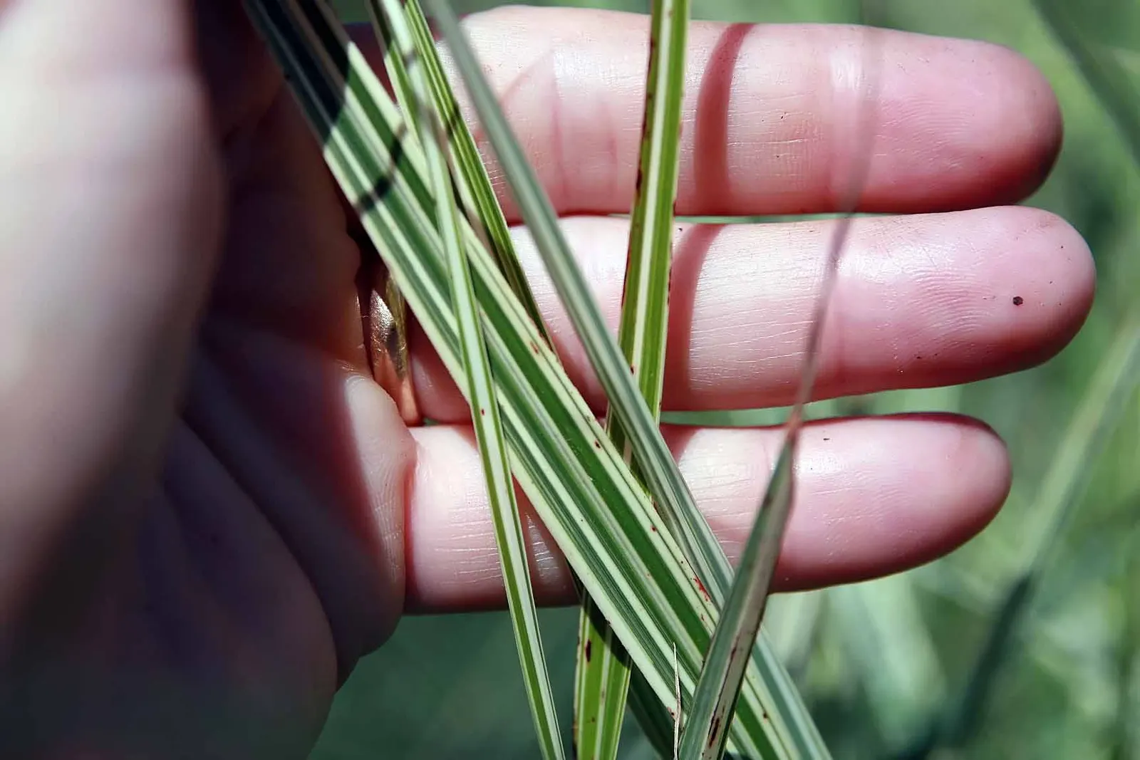 Japanese Silver Grass (Miscanthus Sinensis) — and often persisting into the winter months; and long-lasting beauty to any landscape design